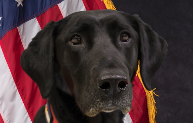 k9 Luna in front of an American Flag