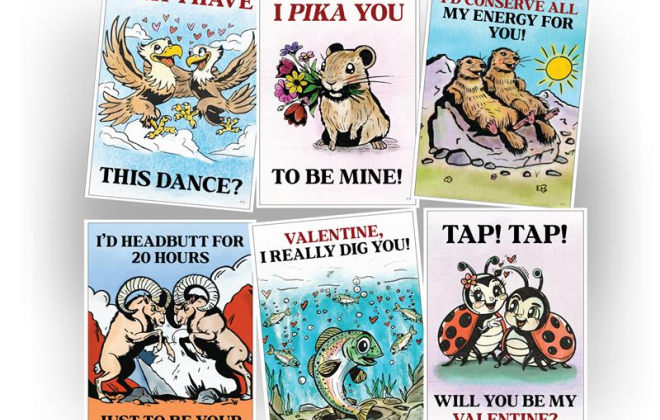 Six Valentine's card designs from Pikes Peak - America's Mountain. They read, from left to right, top to bottom, "May I have this dance?," "I pika you to be mine?," "I'd conserve my energy for you!," "I'd headbutt for 20 hours just to be your Valentine!," "Valentine, I really dig you!," and "Tap! Tap! Will you be my Valentine?"